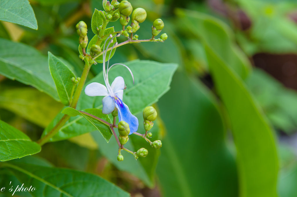 『攝影景點』楓樹社區 13咖啡+誠實商店+楓興宮