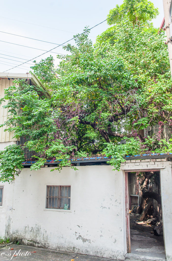 『攝影景點』楓樹社區 13咖啡+誠實商店+楓興宮