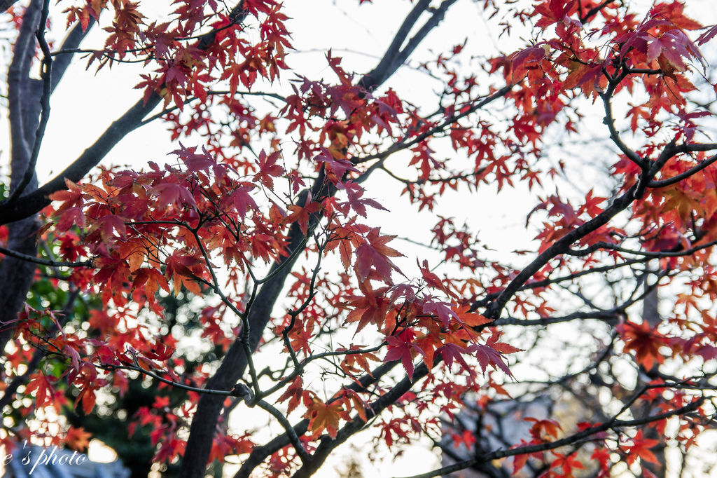 『日本自由行』東京 聖誕節 五天四夜 淺草寺 雷門 仲見世通 大黑家