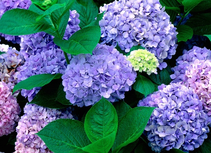 [wall001.com]_Hydrangea_wallpaper_0162973