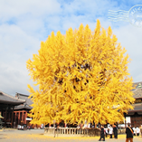 檢視相簿 檢視相簿