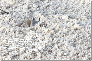 PhotoCap_226 PhotoCap_226