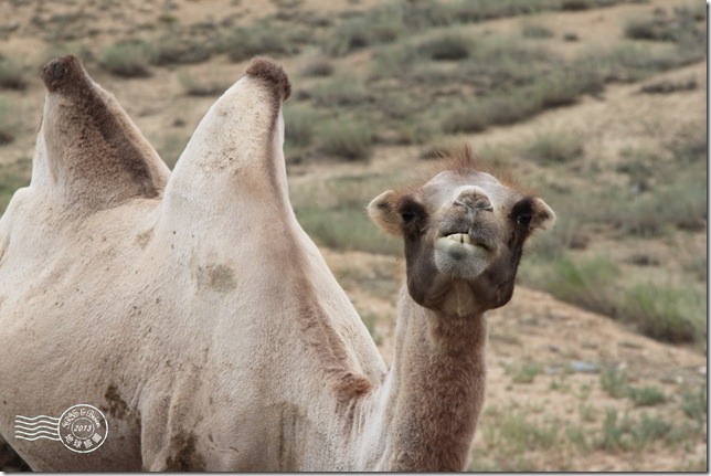 新疆上傳025 新疆上傳025