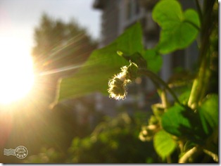 新疆上傳028 新疆上傳028