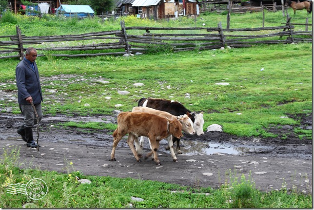 新疆上傳071 新疆上傳071