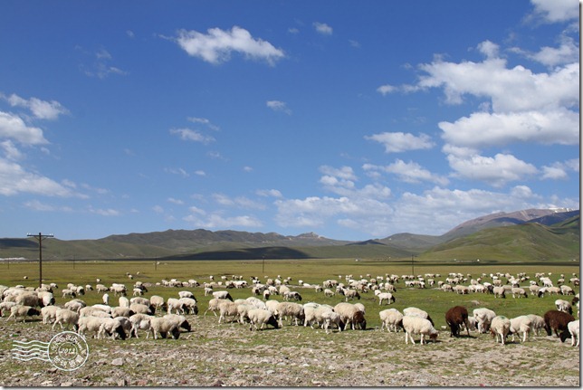 新疆上傳119 新疆上傳119