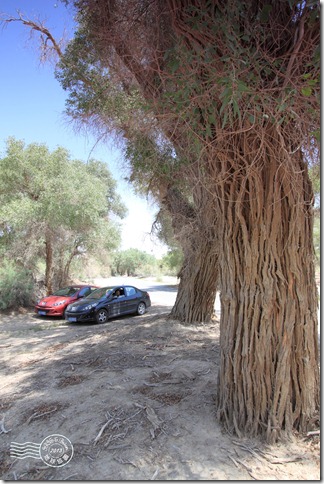 新疆上傳139 新疆上傳139