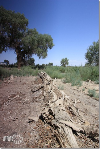 新疆上傳137 新疆上傳137