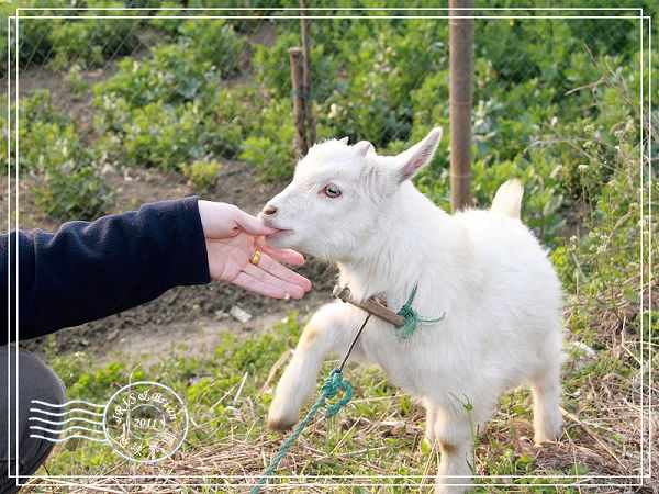 陽澄湖尋找鬱金香0068(001).jpg 陽澄湖尋找鬱金香0068(001).jpg