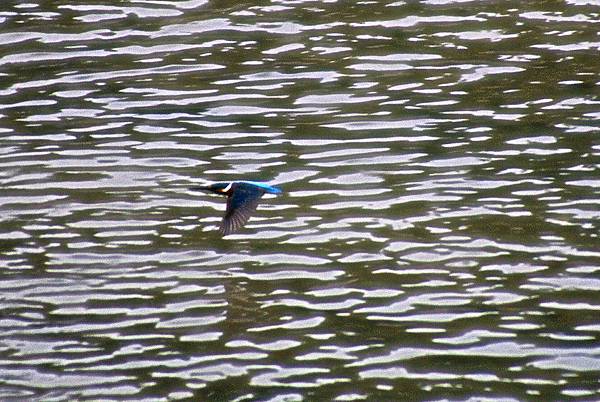 翠鳥2.JPG 翠鳥2.JPG