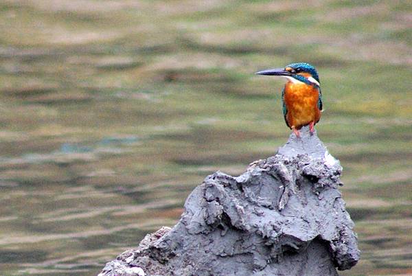 翠鳥2.JPG 翠鳥2.JPG