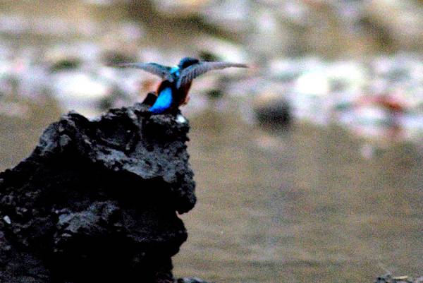 翠鳥3.JPG 翠鳥3.JPG