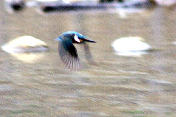 翠鳥4.JPG 翠鳥4.JPG