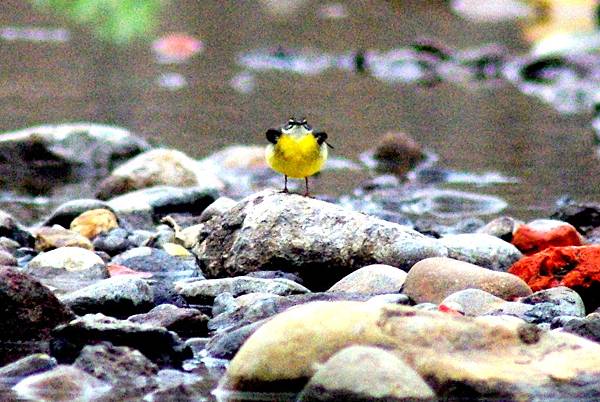 白眉黃鶺鴒.JPG 白眉黃鶺鴒.JPG