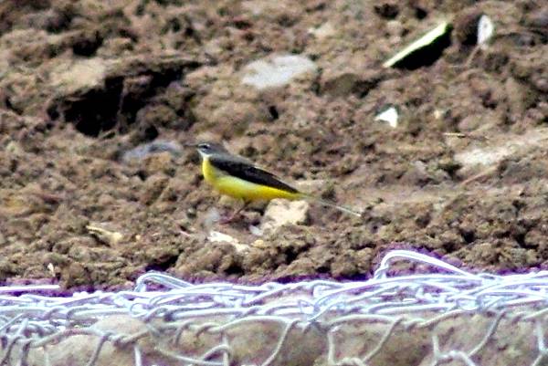 白眉黃鶺鴒2.JPG 白眉黃鶺鴒2.JPG