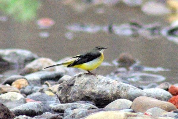 白眉黃鶺鴒3.JPG 白眉黃鶺鴒3.JPG