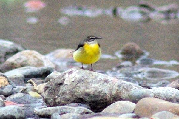 白眉黃鶺鴒5.JPG 白眉黃鶺鴒5.JPG