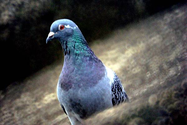 反射鏡2 反射鏡2