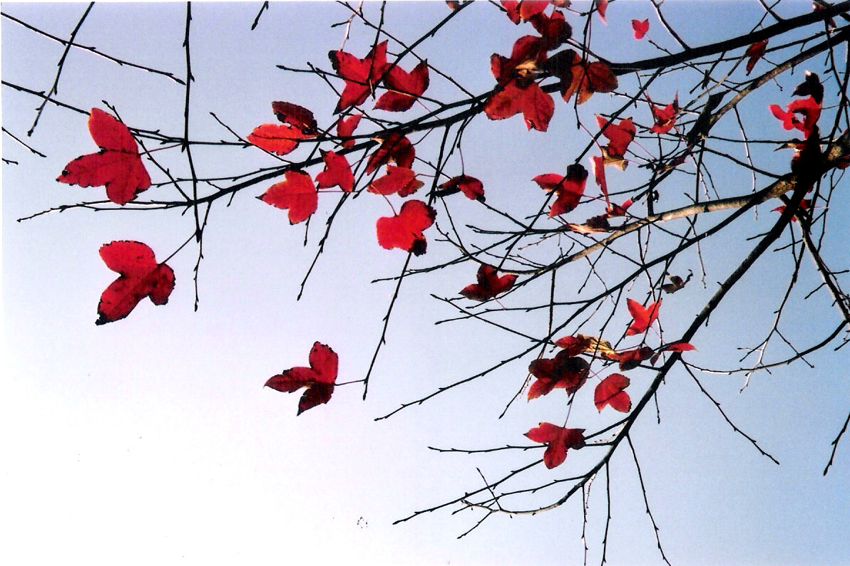 掃描0011.jpg 掃描0011.jpg