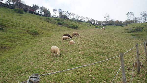 清境美景 清境美景
