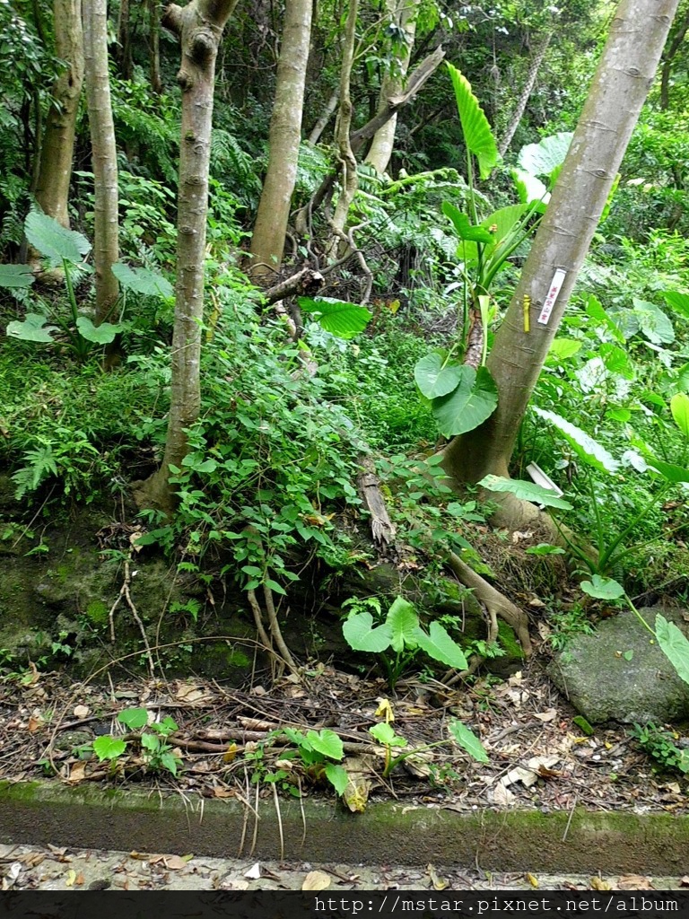 堤防壁邊登山口