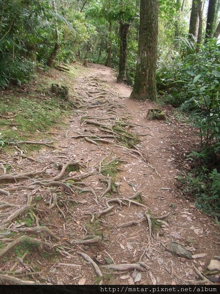 森林遊樂區步道