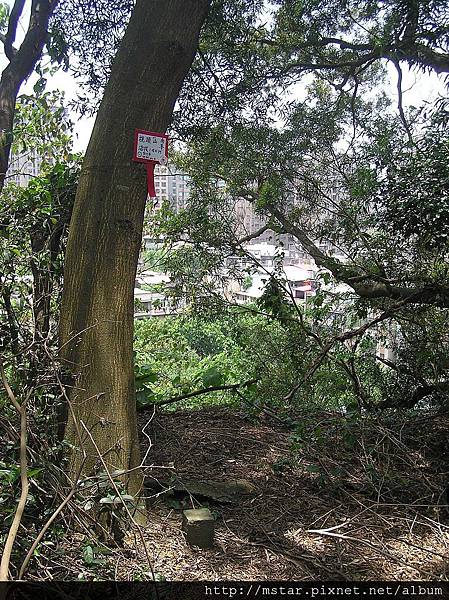 梘頭山南峰 35M 梘頭山南峰 35M