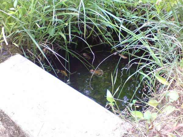 池子裏的青蛙 池子裏的青蛙