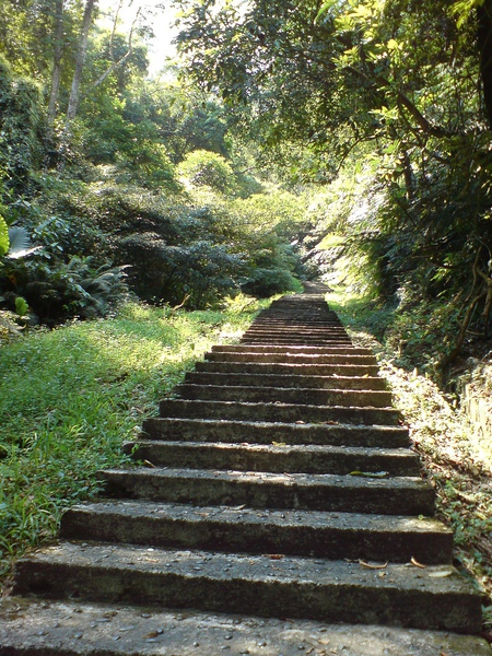 林蔭充足 林蔭充足