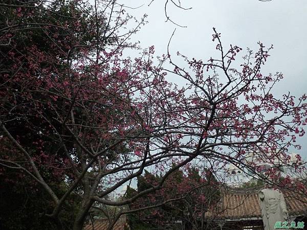 回善寺櫻訊20140120(6) 回善寺櫻訊20140120(6)