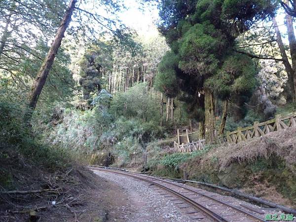 水山巨木20140125(1) 水山巨木20140125(1)