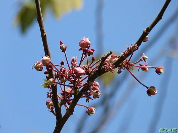 花旗木20140412(1) 花旗木20140412(1)