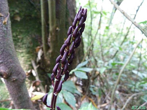 大花羊耳蒜20140413(1) 大花羊耳蒜20140413(1)