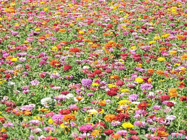 波斯菊花海20141020(32) 波斯菊花海20141020(32)