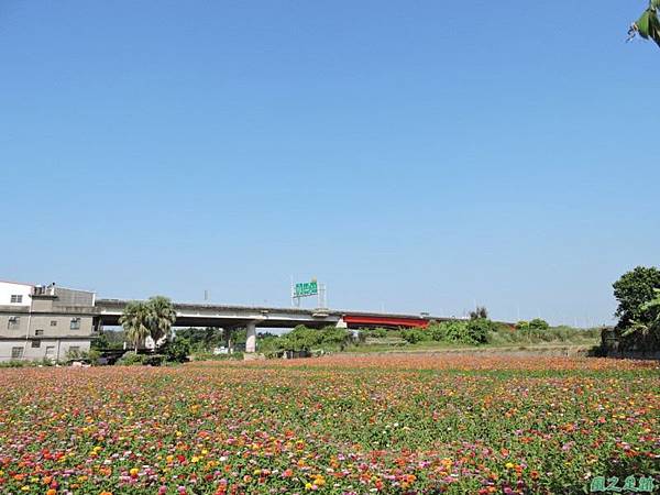 波斯菊花海20141020(38) 波斯菊花海20141020(38)