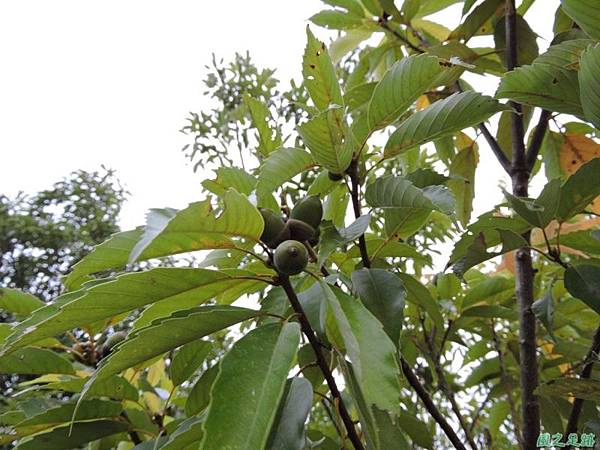 殼斗科植物20141026(1) 殼斗科植物20141026(1)
