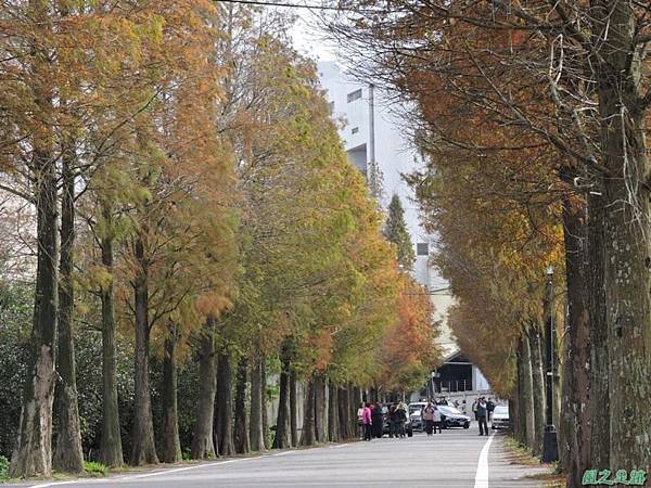 落羽松大道20141226(36)