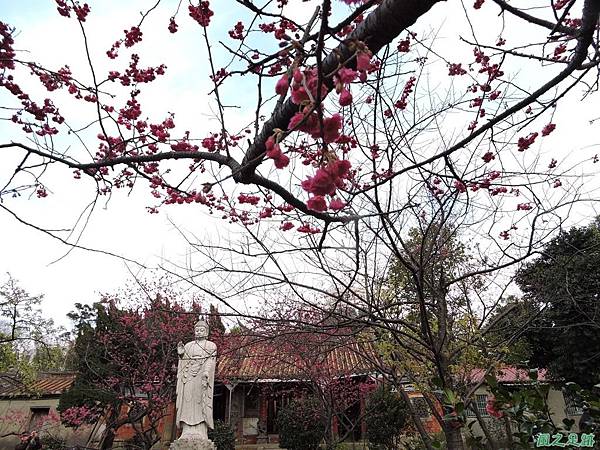 回善寺賞櫻20150212(9) 回善寺賞櫻20150212(9)