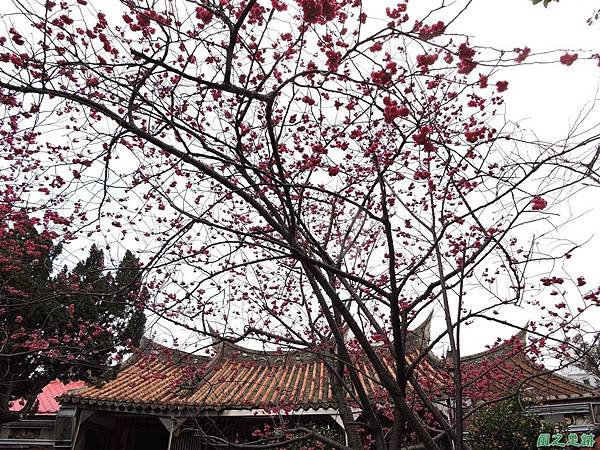 回善寺賞櫻20150212(14) 回善寺賞櫻20150212(14)