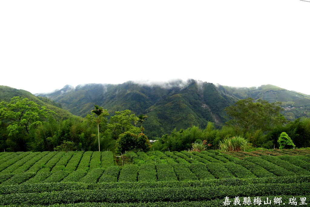 【MUJO趴趴走--國內旅遊】嘉義縣阿里山亮點心旅遊(媒體採訪團):背包客天堂!!梅山就該是漫遊賞玩~瑞里村(螢火蟲復育區)青年嶺步道(情人吊橋.燕子崖.情人洞.千年蝙蝠洞.青年嶺) 茶壺民宿.阿漢的家-木屋花園民宿.瑞里賞螢