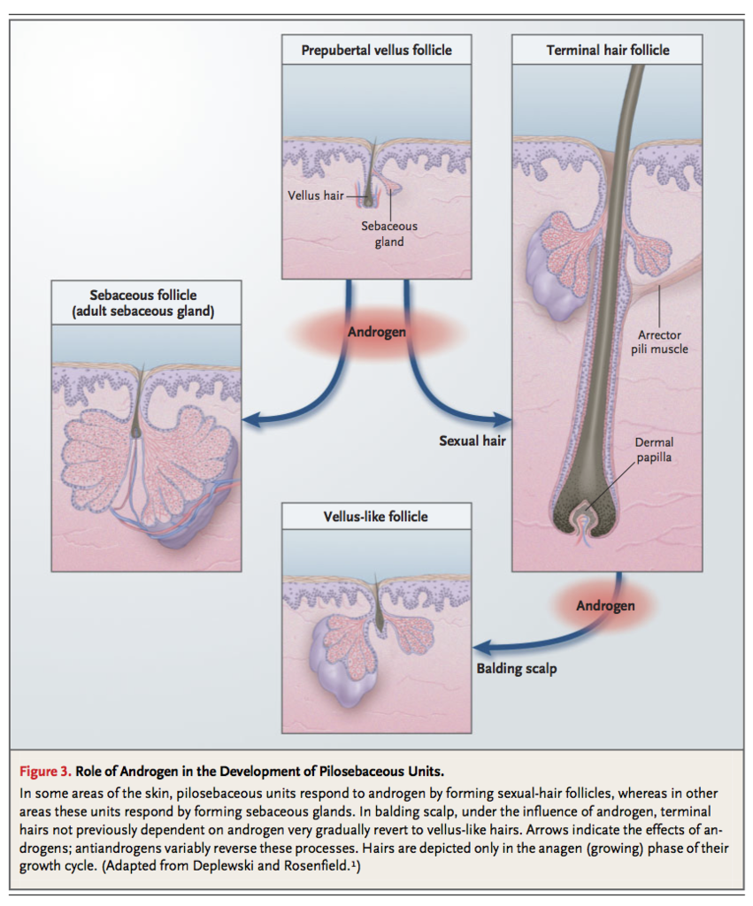 Antiandrogen Drugs | definition of Antiandrogen Drugs by ...