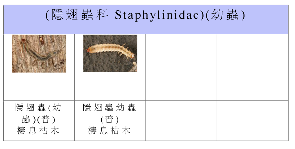 Staphylinidae-09.png Staphylinidae-09.png