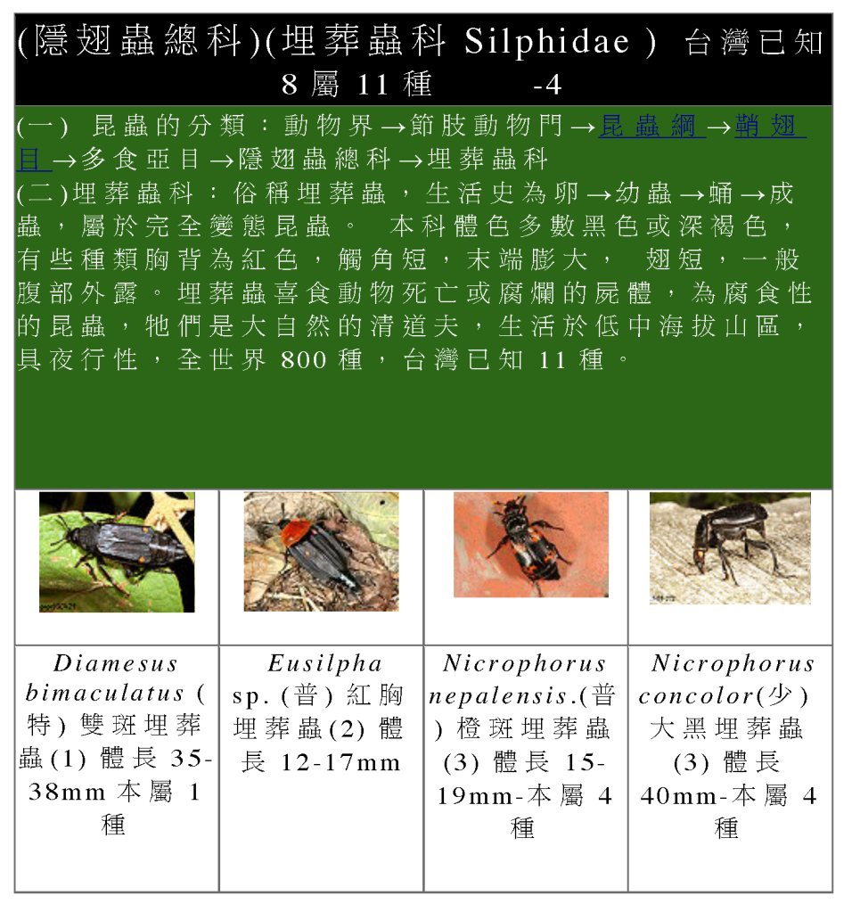 Staphylinidae-11.png Staphylinidae-11.png