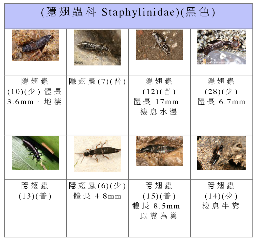 Staphylinidae-06.png Staphylinidae-06.png