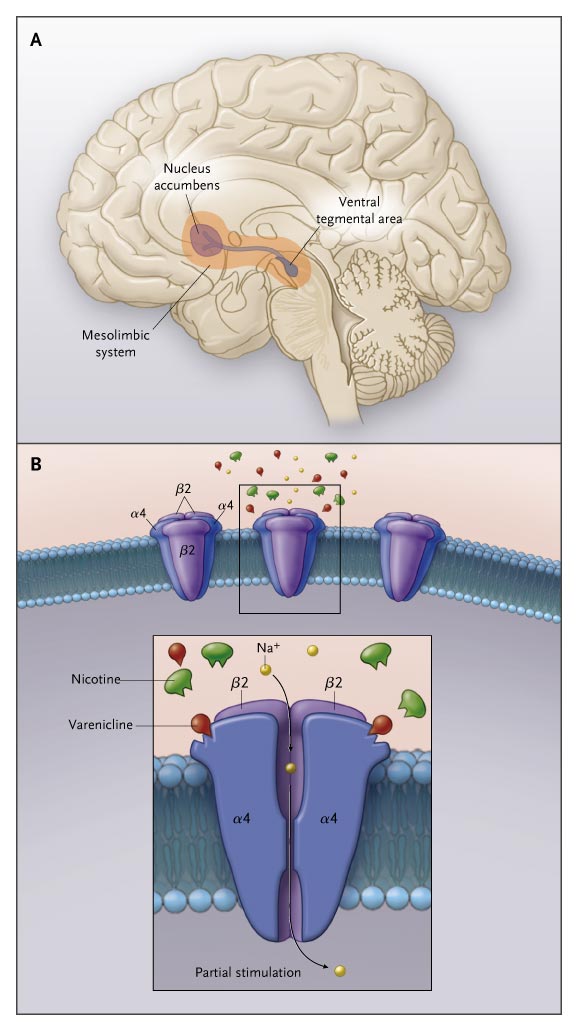 Accurate, FDA approved Bupropion complete information in behalf of 