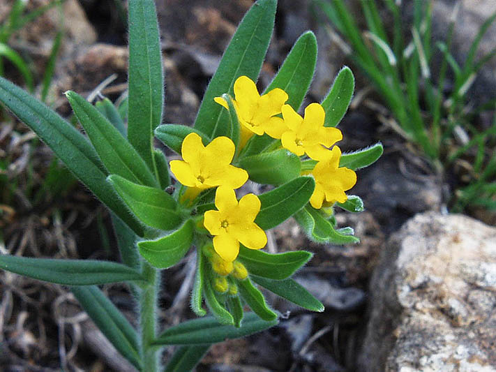 Lithospermum canescens