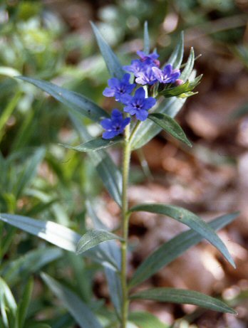 Lithospermum purpurocaerulea