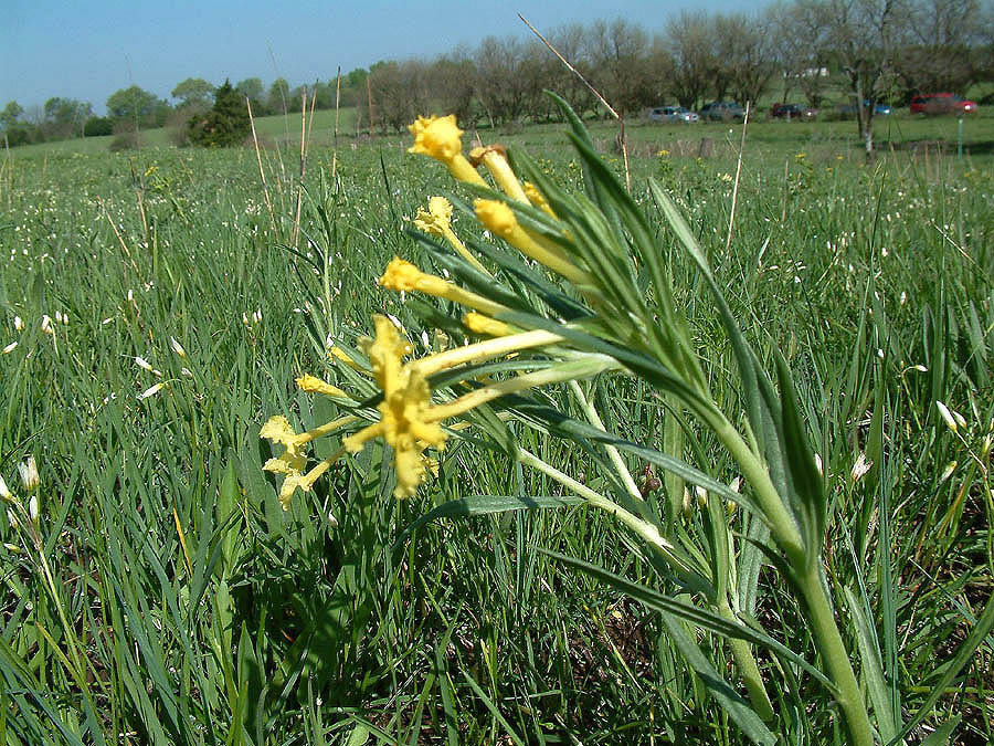 Lithospermum incisum