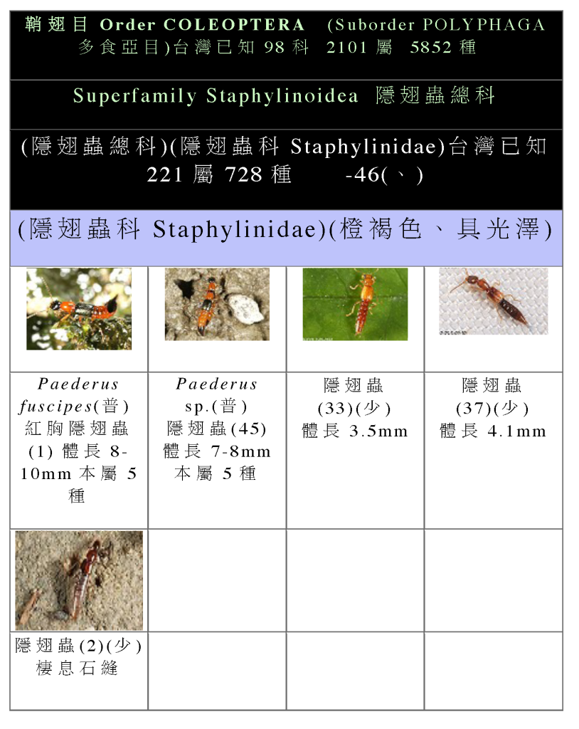 Staphylinidae-01.png