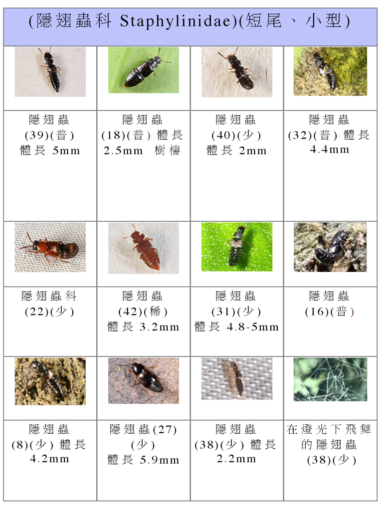 Staphylinidae-08.png Staphylinidae-08.png
